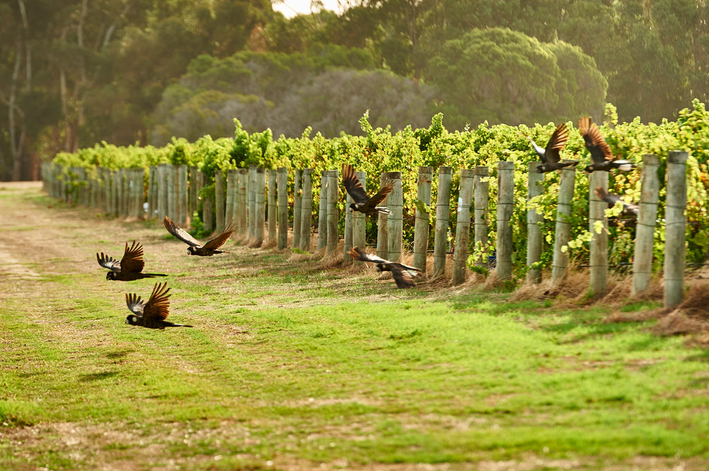 Great southern wineries, great southern wines, Western Australian wineries, Western Australian wines, Margaret River vineyards, Margaret River wines, Margaret River wineries