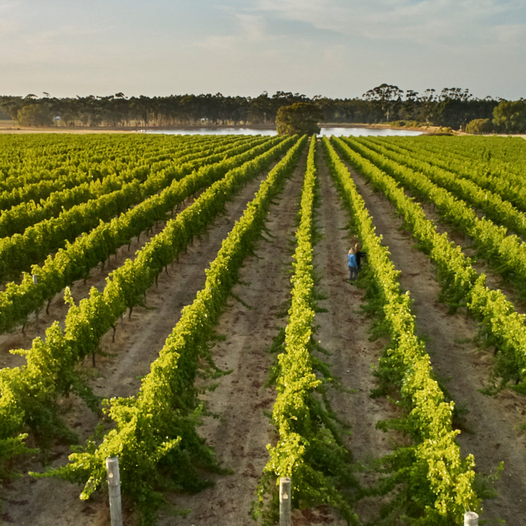 Great southern wineries, great southern wines, Western Australian wineries, Western Australian wines, Margaret River vineyards, Margaret River wines, Margaret River wineries